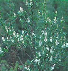 Black Titi, Buckwheat Tree white flowers